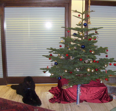 Loki vor dem Weihnachtsbaum