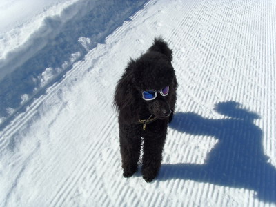 Loki mit Sonnenbrille im Schnee