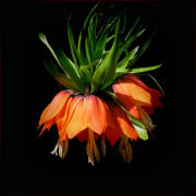 Kaiserkrone - Fritillaria imperialis